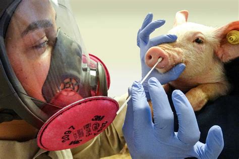 swine flu and rfid chip new world order|Fact check: This article is not ‘ultimate proof’ that the COVID.